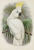 Native cockatoo, John Gould
