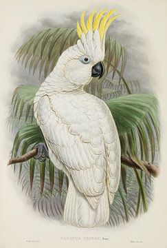 Native cockatoo, John Gould by Teylers Museum