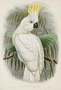 Native cockatoo, John Gould by Teylers Museum thumbnail