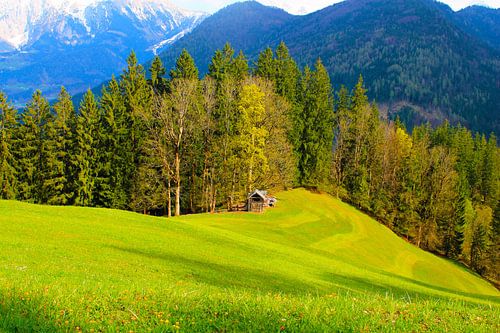 prairies alpines