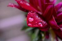 Rode Dahlia in de regen