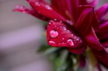 Rode Dahlia in de regen sur Madelinde Maassen