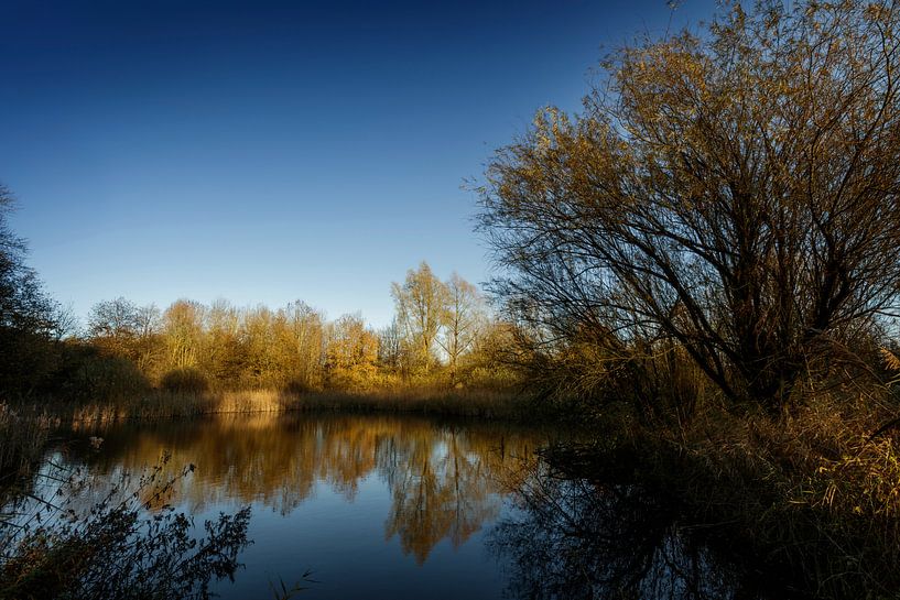 Atmospheric Circle Forest near Almere in the setting sun by Rene  den Engelsman