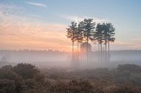 Trees in the fog in De Treek