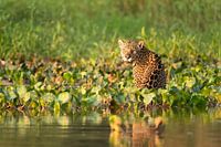 Jaguar (Panthera onca), Pantanal, Brazil