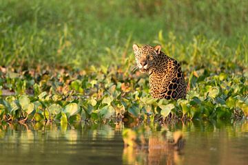 Jaguar (Panthera onca), Pantanal,  Mato Grosso, Brazilië van Marcel Simons