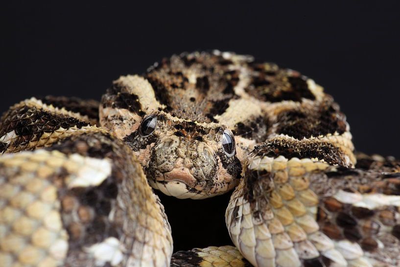 Bitis arietans (vipère commune) par Ronald Pol