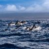 Gewone dolfijnen (Delphinus delphis) van Easycopters