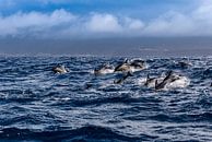 Dauphins communs (Delphinus delphis) par Easycopters Aperçu