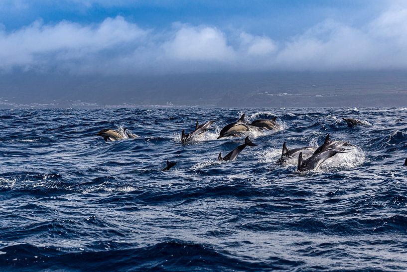 Gewone dolfijnen (Delphinus delphis) van Easycopters