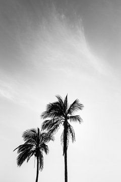 Palmiers sur la côte au bord de la mer Rouge