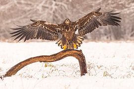 Pygargue à queue blanche (Haliaeetus albicilla), oiseau de proie.