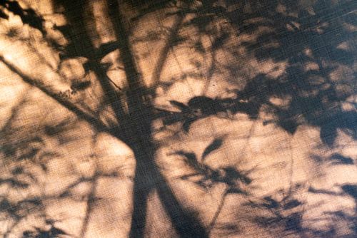 Forêt de rêve #2