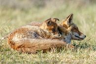 Jonge vossen welp samen met moeders van Menno Schaefer thumbnail