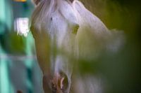 Cheval fidèle