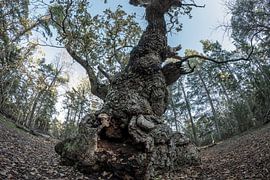 Three times three hundred years III by Gerry van Roosmalen