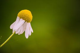 Chamomile