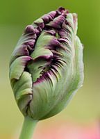 alleenstaande paarse tulp in de knop