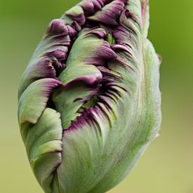 alleenstaande paarse tulp in de knop sur Sandra Keereweer