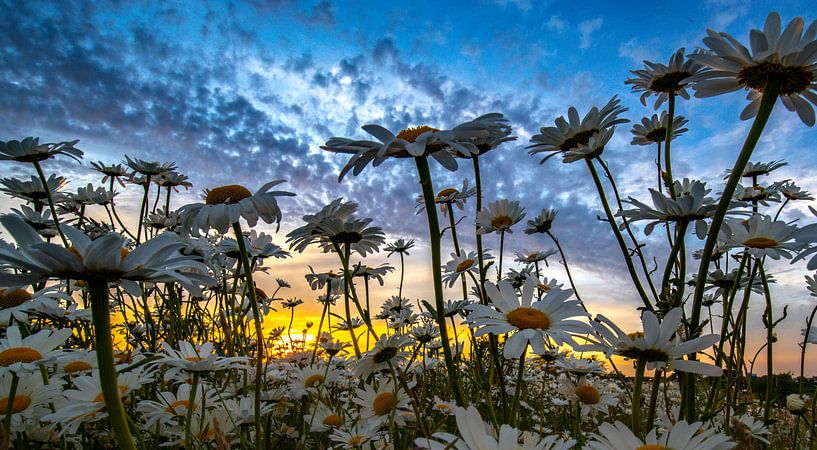 Wilde Gänseblümchen in der Abendsonne 5 von peterheinspictures