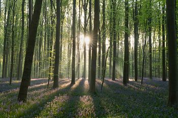 Sunbeams in the Hallerbos