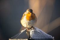 Rotkehlchen auf Mast mit Frost