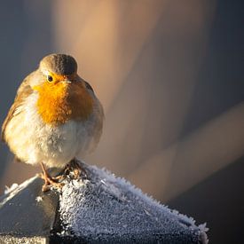 Robin on pole with frost by Tomas Woppenkamp