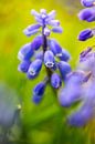 blauwe druif bloem tegen groene achtergrond in art stijl van Margriet Hulsker thumbnail