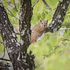 Un écureuil dans l'arbre en Afrique du Sud sur Kim de Groot