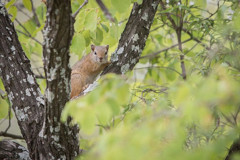 Squirrel in the tree in South Africa by Kim de Groot