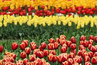colorful tulips