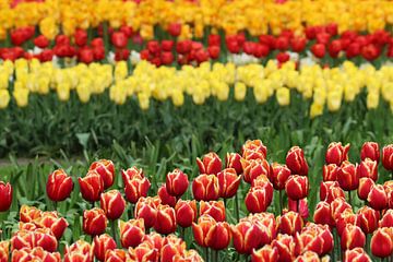 colorful tulips van Simone van Ballegooij