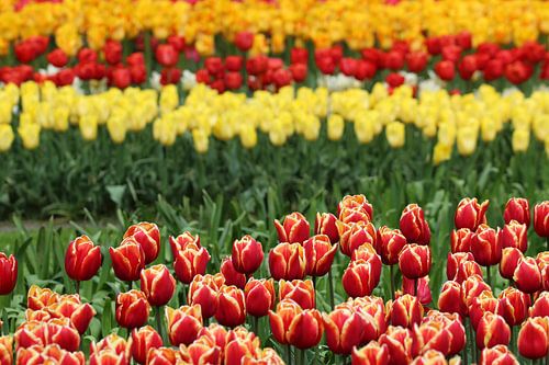 tulipes colorées