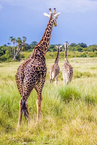 Giraffes in Maasai Mara, Kenya