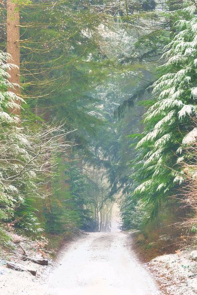 Path through pine trees in the Speulderbos forest in the Veluwe Nature reserve during winter by Sjoerd van der Wal Photography