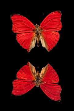 Een exotische vlinder van Roland Brack