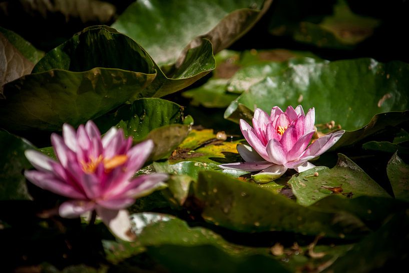 Die Seerose (Nymphaea) eine schöne Blume im strahlenden Sonnenlicht von Fotografiecor .nl