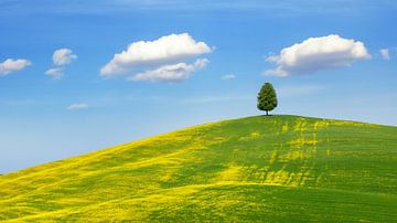 A tree on a hill in Tuscany