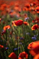 Poppy field