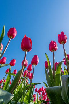 Hollandse tulpen van Tessa Denneman