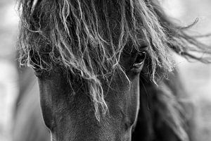 Paard Oog van de Wind Paardenziel in Zwart-Wit