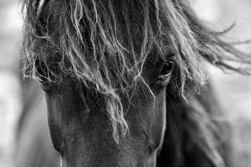 Paard Oog van de Wind Paardenziel in Zwart-Wit van Femke Ketelaar