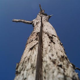 Hoge bomen van Mark Koolen