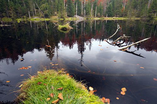Forest Lake