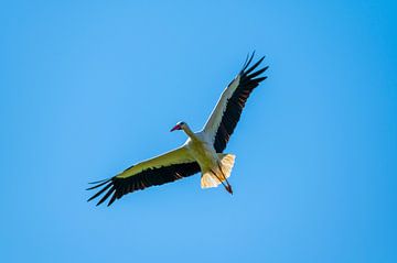 Een ooievaar landt in de richting van zijn nest met een blauwe lucht van Matthias Korn