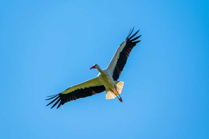 Une cigogne atterrit vers son nid avec un ciel bleu par Matthias Korn