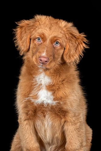 Toller Pup/Nova Scotia Duck Tolling Retriever