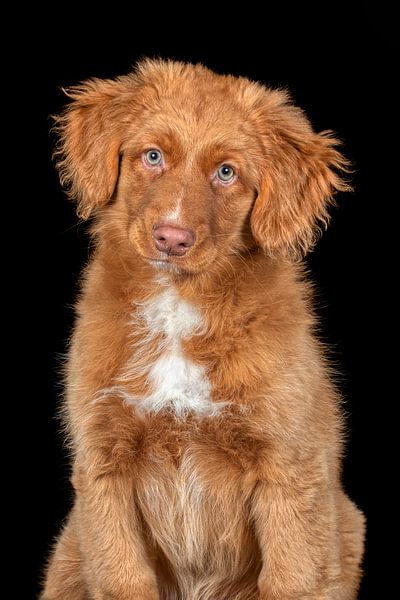 Maultier-Welpe/Nova Scotia Ente Maut-Retriever von Tony Wuite