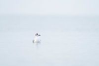 Mouette à tête noire minimaliste