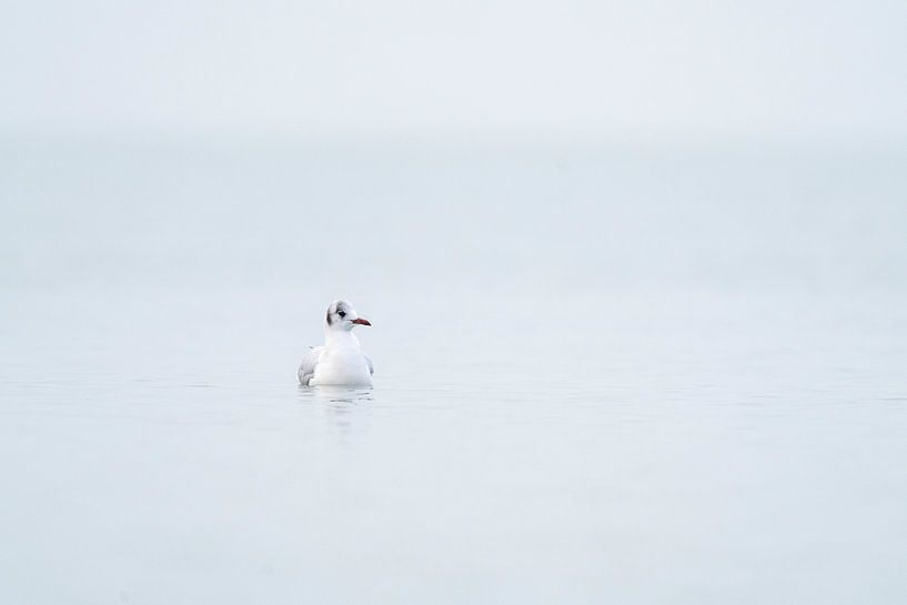 Minimalistische Lachmöwe von Ronald Buitendijk Fotografie
